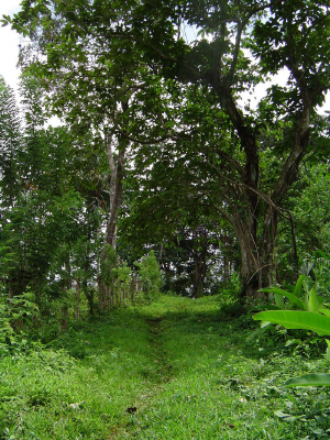 Portobello3.jpg (741777 bytes)