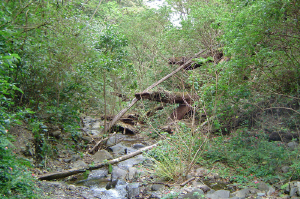 FSTrail2.jpg (253617 bytes)