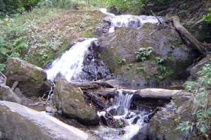 FSTrailCreek.jpg (215457 bytes)