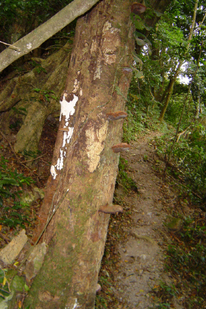FSTrailTree.jpg (367308 bytes)