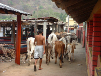 FonsCattle.jpg (100746 bytes)