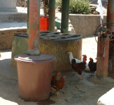 FonsChickens.jpg (84148 bytes)