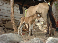 FonsHorses.jpg (99181 bytes)