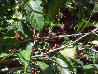 Land1Beans.jpg (244866 bytes)