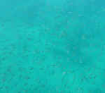 NatureFish.jpg (33628 bytes)