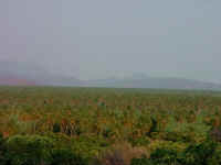 CocoPalms1.jpg (61760 bytes)