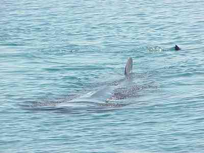 Whale Shark